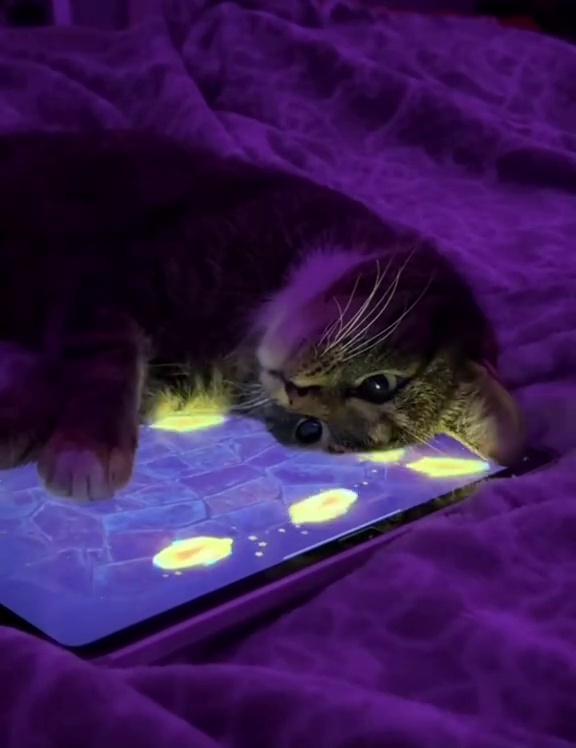 Котееек
